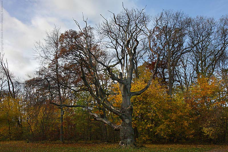 Lite data om bilden:
Plats: Slottsparken, Alnarp
Datum: 2007-11-03
Utrustning: Canon EOS 40D + EF-S 17-55
Slottsparken, Alnarp