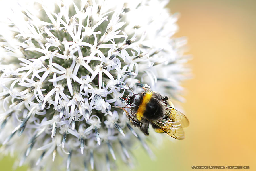 Lite data om bilden:
Datum: 2012-08-05
Utrustning: Canon EOS-1D MkIV + EF 100 F2.8 Macro
Alnarp sortimentet