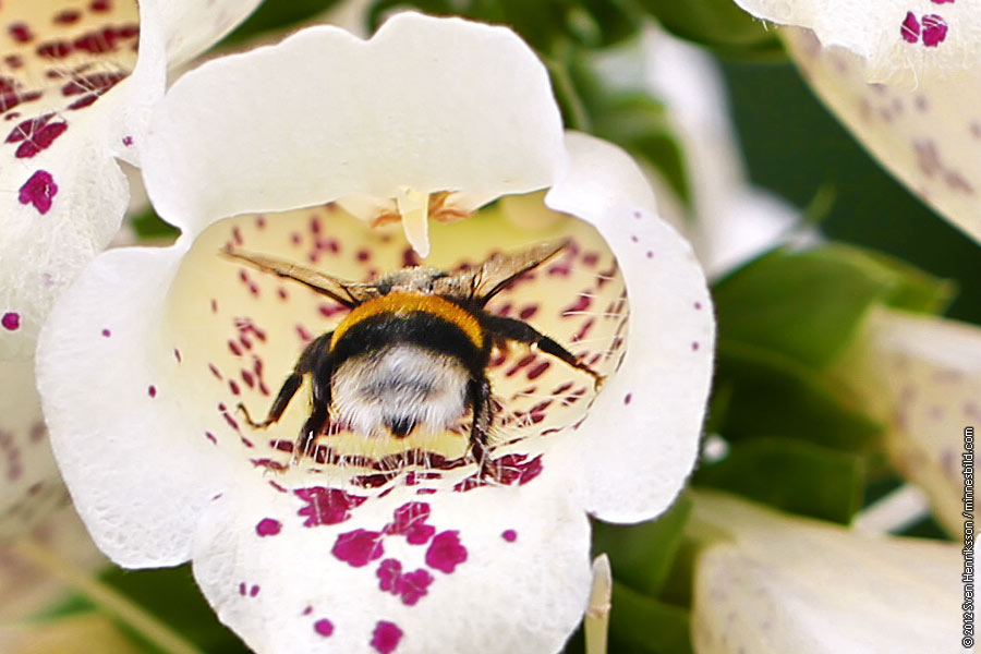 Lite data om bilden:
Datum: 2012-08-05
Utrustning: Canon EOS-1D MkIV + EF 100 F2.8 Macro
Alnarp sortimentet