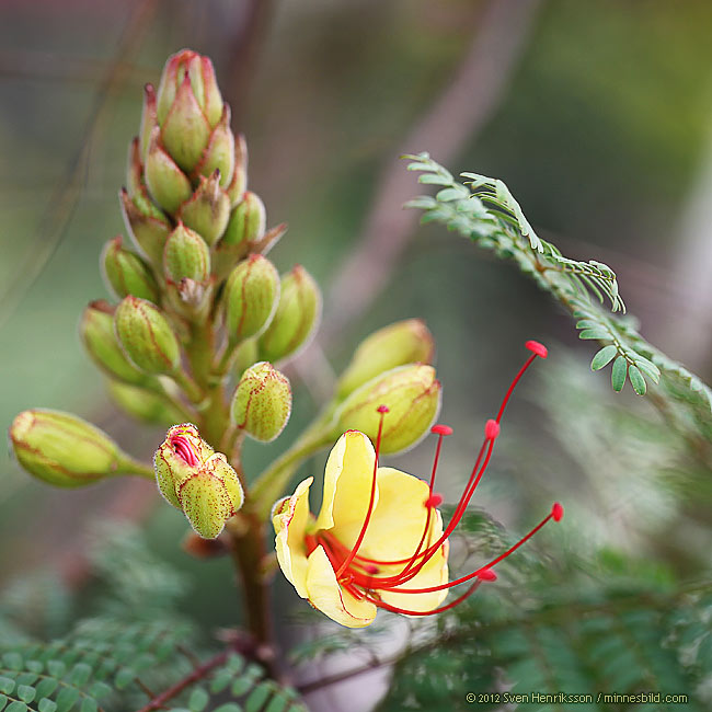Lite data om bilden:
Datum: 2012-08-05
Utrustning: Canon EOS-1D MkIV + EF 100 F2.8 Macro
Alnarp sortimentet