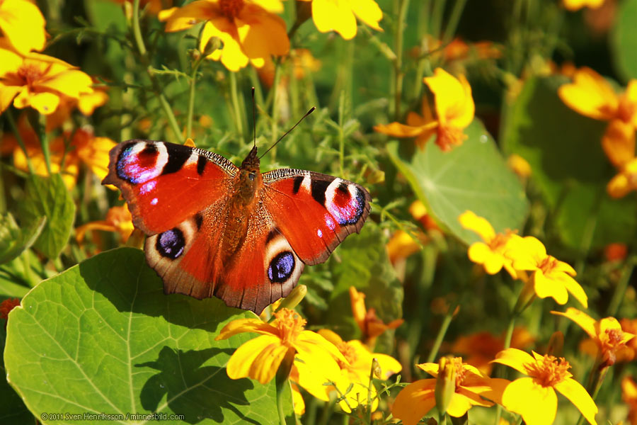 Lite data om bilden:
Datum: 2011-10-01
Utrustning: Canon EOS-1D MkIV + EF 24-105 F4.0
Anuella sortimentet i Alnarp