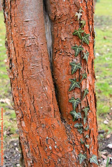 Lite data om bilden:
Plats: Alnarp
Datum: 2006-04-23
Utrustning: Canon EOS 350D + EF 28-135
Data: f 5,0 1/60 s ISO 100
Alnarp