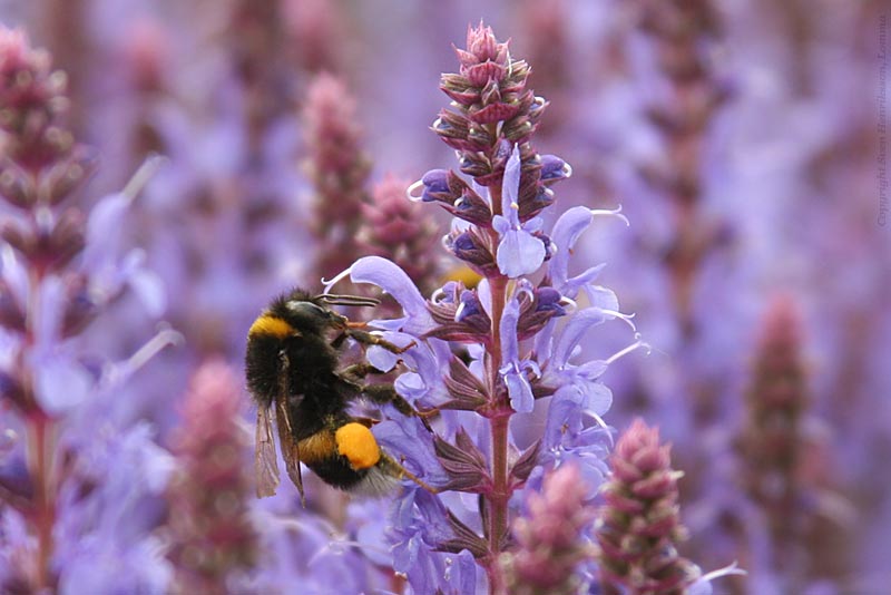 Lite data om bilden:
Plats: Alnarp
Datum: 2006-06-24
Utrustning: Canon EOS 350D + EF 28-135
Data: f 5,6 1/320 s ISO 200
Alnarp