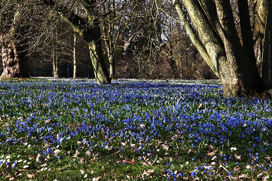 Lite data om bilden:
Datum: 2009-04-12
Utrustning: Canon EOS 5D + EF 24-105mm f4
Scilla blommar för fullt i Alnarpsparken