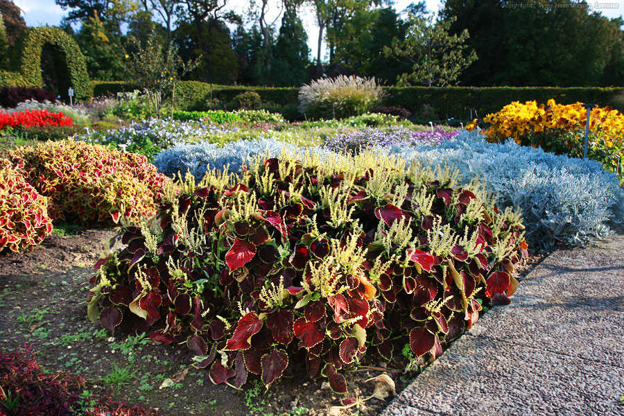 Lite data om bilden:
Datum: 2008-10-04
Utrustning: Canon EOS 40D + EF-S 17-55
Än blommar det i den anuella avdelningen i Alnarp. Bilder från Alnarp. Minnesbild.