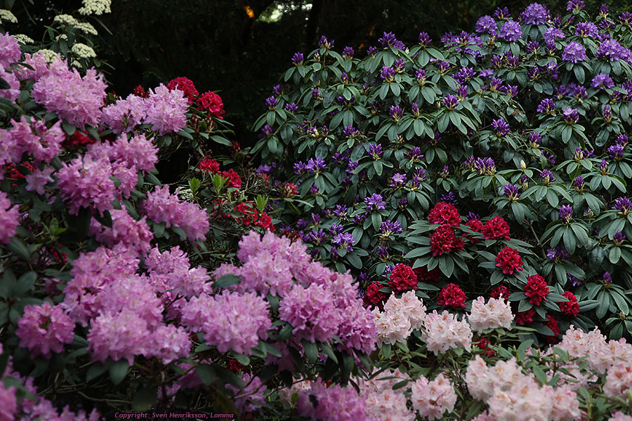 Lite data om bilden:
Datum: 2009-06-01
Utrustning: Canon EOS 5D + EF 24-105mm f4
Rhododendron av olika sorter och färger. Alnarpsparken.
